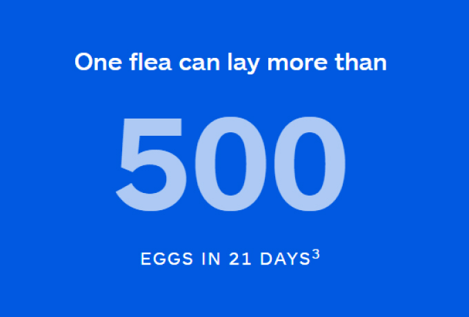 flea can lay more than 500 eggs in 21 days